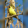 American Goldfinch Reviews | RateItAll