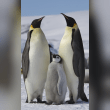 Emperor Penguin Reviews | RateItAll