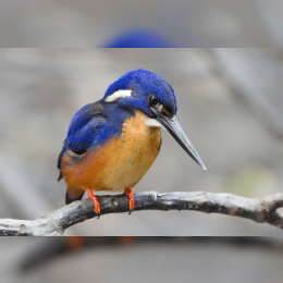 Kingfisher image