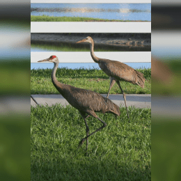 Sandhill Crane image