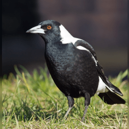 Australian Magpie image