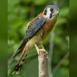 American Kestrel Reviews | RateItAll