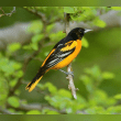 Baltimore Oriole Reviews | RateItAll