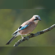 Eurasian Jay Reviews | RateItAll