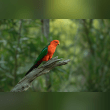 Australian King Parrot Reviews | RateItAll