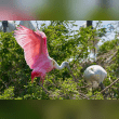 Roseate Spoonbill Reviews | RateItAll