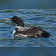 Common Loon Reviews | RateItAll