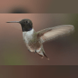 Black-chinned Hummingbird Reviews | RateItAll