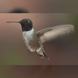 Black-chinned Hummingbird image