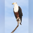 African Fish Eagle Reviews | RateItAll