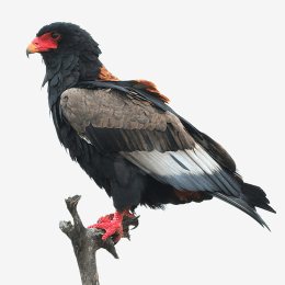 Bateleur Eagle image