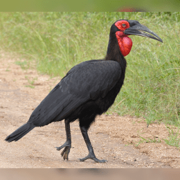 Southern Ground Hornbill image