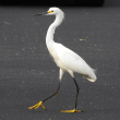 Snowy Egret Reviews | RateItAll