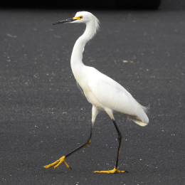 Snowy Egret image