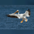 American White Pelican Reviews | RateItAll