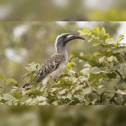 African Grey Hornbill image