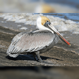 Brown Pelican image