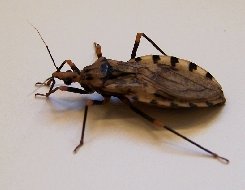 Kissing Bug image