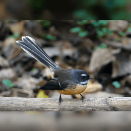 New Zealand Fantail image