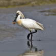 Eurasian Spoonbill Reviews | RateItAll