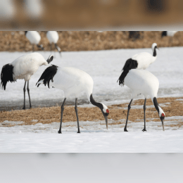 Red-Crowned Crane image