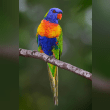 Rainbow Lorikeet Reviews | RateItAll