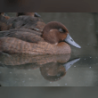 Madagascar Pochard Reviews | RateItAll