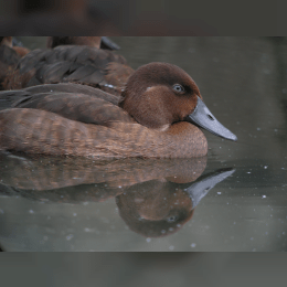 Madagascar Pochard image