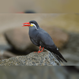 Inca Tern image