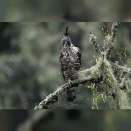 Javan Hawk-Eagle image