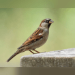 House Sparrow Reviews | RateItAll