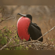 Magnificent Frigatebird Reviews | RateItAll