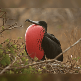 Magnificent Frigatebird image