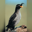 Crested Auklet Reviews | RateItAll