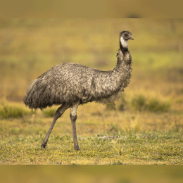 Emu image