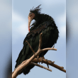 Northern Bald Ibis Reviews | RateItAll