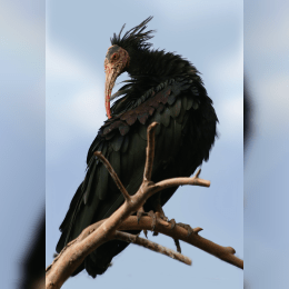 Northern Bald Ibis image