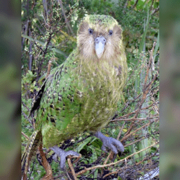 Kakapo image