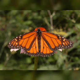 Monarch Butterfly image