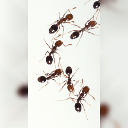 Ant image