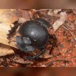 Dung Beetle Reviews | RateItAll