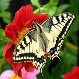 Butterfly image