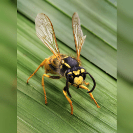 Wasp image