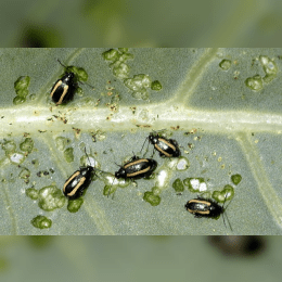 Flea Beetle image