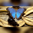 Blue Morpho Butterfly Reviews | RateItAll