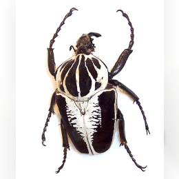 Goliath Beetle image