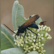 Tarantula Hawk Reviews | RateItAll