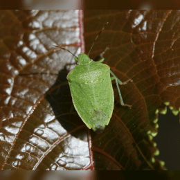 Stink Bug image