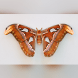 Atlas Moth Reviews | RateItAll