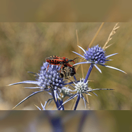 Assassin Bug image